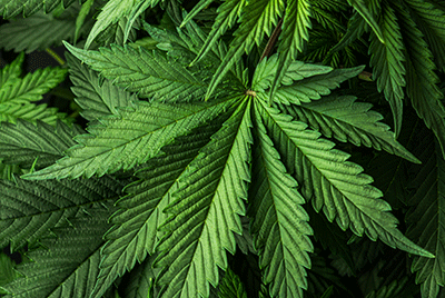 Crypto-Cannabis Collaboration: Implications and Considerations