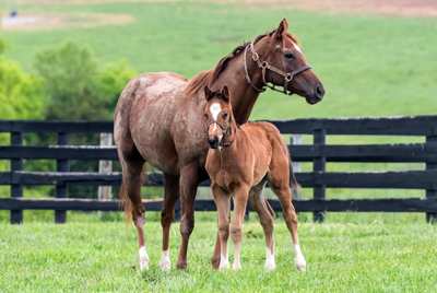 No Horsing Around: Business and Tax Planning for the Thoroughbred Industry